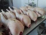 Turkey turkey meat - photo 1