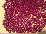 Wholesale beans produced in Kyrgyzstan - photo 3