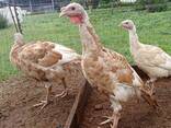 13 week old male heritage turkeys - photo 1