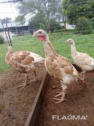 13 week old male heritage turkeys