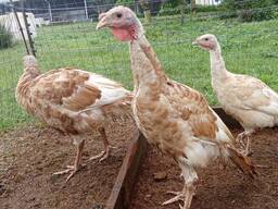 13 week old male heritage turkeys