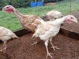 13 week old male heritage turkeys - photo 2
