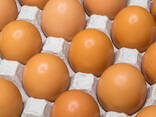 3.000 layer chickens at 18 weeks old for sale - photo 1