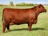 700 Cattles, Red Angus Bred Heifers and bull calves for sale