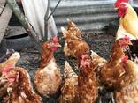 A Grade Layer chicks - photo 1