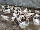 A Grade Layer chicks - photo 2