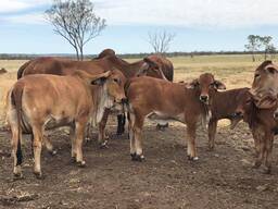 Afrikaner Cattle for Sale
