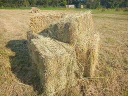 Alfalfa Hay Timothy for sale
