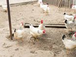 Rhode Island Red Available At Affordable Price - photo 2