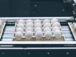 Vaccinated Day Old Broiler Chicks