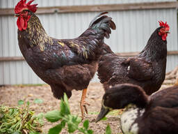 Day-old chicks or point-of-lay hens