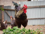 Day-old chicks or point-of-lay hens - photo 2