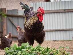 Buff Orpingtonn Chickens For Sale