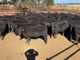Angus Weaned Heifers And Steers For Sale