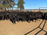 Angus Weaned Heifers And Steers For Sale - photo 1