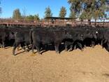 Angus Weaned Heifers And Steers For Sale - photo 2