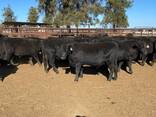 Angus Weaned Heifers And Steers For Sale - photo 3
