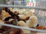 Buff Orpington for sale - photo 2