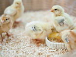 Buff Orpington for sale - photo 1