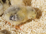 Chickens &amp; Baby Chicks for Sale - photo 3
