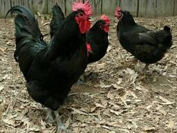 Australorp chickens for sale