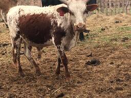 Buy Nguni cattle