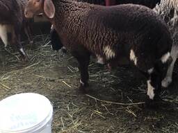 Awassi Sheep for Sale