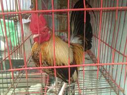 Bantam chickens for sale