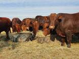 Beef And Dairy Cattle For Sale - photo 2