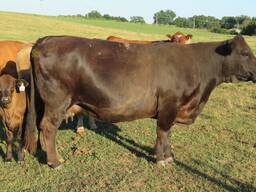 Beefmaster Cattle for Sale