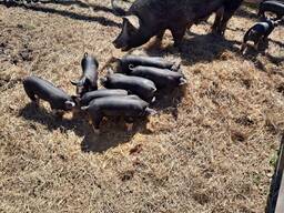 Berkshire Pigs for Sale