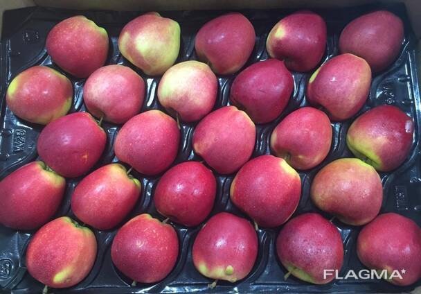 Best apples from Poland wholesale