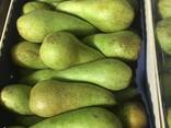 Best pears from Poland wholesale - photo 5