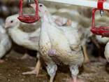 Hatching Eggs and Chicks Of Guinea Fowls For Sale - photo 3