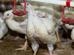 Premium day-old broiler chicks supplier