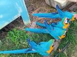Blue and Gold Macaws for sale - photo 1