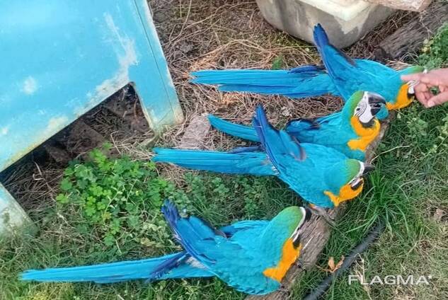 Blue and Gold Macaws for sale