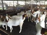 Where can i buy Boer and Kalahari goats - photo 1