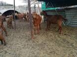 Boer and Kalahari goats for sale - photo 2