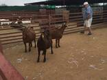 Boer and Kalahari goats for sale in South Africa - photo 1