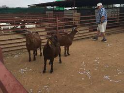 Boer and Kalahari goats for sale in South Africa