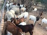 Boer and Kalahari goats South Africa - photo 1