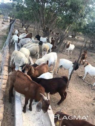 Boer and Kalahari goats South Africa