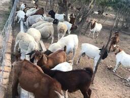 Boer and Kalahari goats South Africa