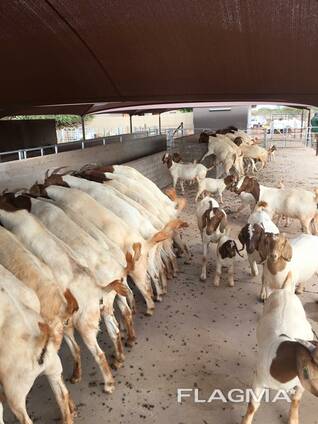 Boer And Kalahari Red Goats For Sale