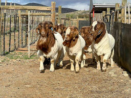 Boer buck goats for sale