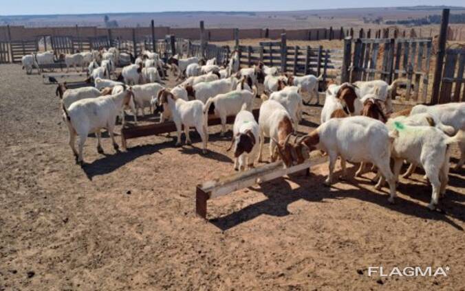 Boer goat
