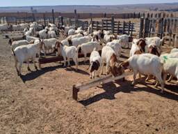 Boer goat