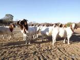Boer goat - photo 2