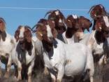 Boer goat - photo 3